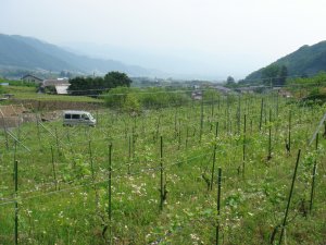 090515ogiwara11.jpg