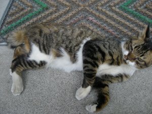 090703neko1.jpg