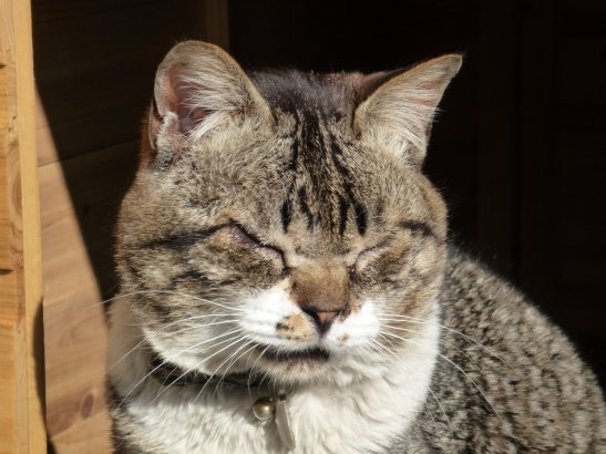 tora.jpg