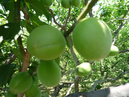 ume.jpg
