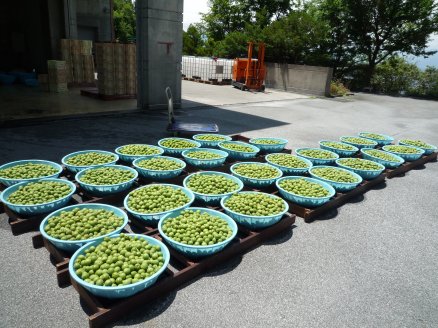 ume6.jpg