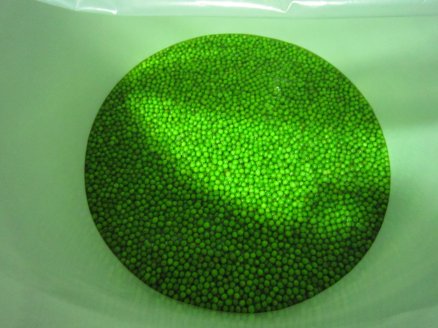 ume7.jpg