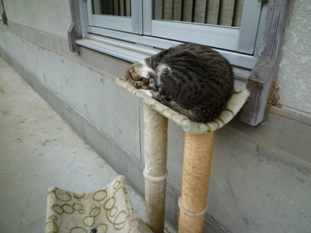 tora.JPG