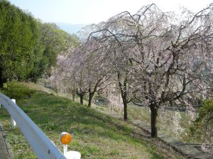 090410sakura2.JPG